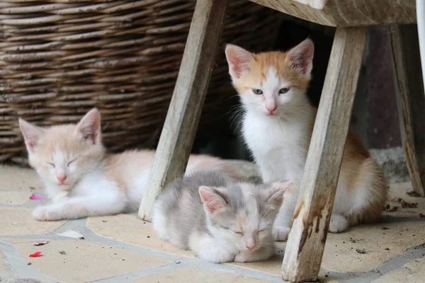 A playful group of felidae kittens cuddle together outdoors, their soft whiskers lightly tickling the ground as they snooze contentedly beneath a cozy chair