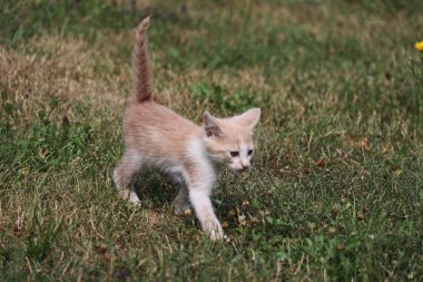 Yavru kedi mutlu bir şekilde taze çimlerde yürüyor..