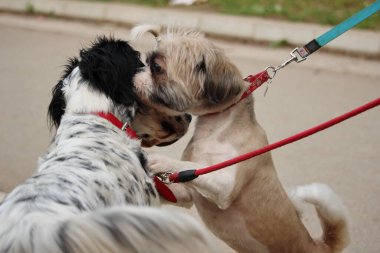 İki köpek karşılaşır ve sahipleri tarafından oynarlar..