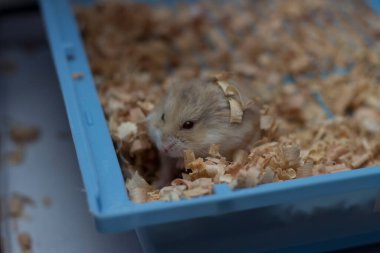 A small hamster is nestled in soft bedding. clipart