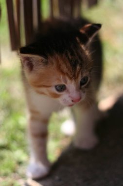 Playful kitten wandering among the grass. clipart