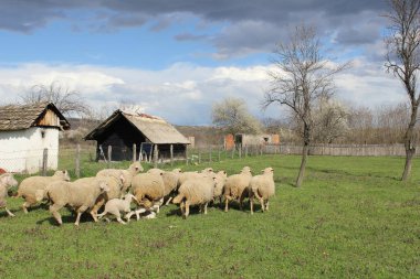 Koyunlar ahır yakınlarındaki yeşil çayırlarda dolaşır..