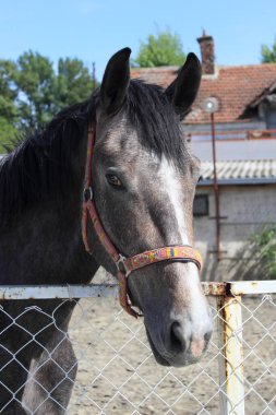 Gri at çitin yakınına bakıyor