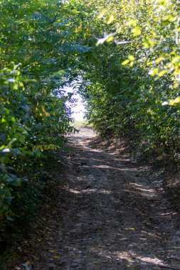 Dar bir toprak yol, her iki taraftaki yapraklı ağaçlarla çevrili yeşil, yemyeşil bir arazide esiyor. Huzurlu bir yürüyüş için mükemmel bir atmosfer yaratıyor..