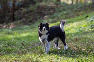 Siyah ve beyaz bir köpek, ormandaki ağaçlarla çevrili canlı yeşil bir çimenlikte duruyor. Köpek merakla etrafına bakarken güneş parlıyor. Açık hava macerasının tadını çıkarıyor..