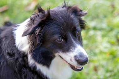 Neşeli siyah ve beyaz bir köpek güneşli bir parkta yoldaşlarıyla etkileşime girer. Köpek neşeli görünüyor, canlı yeşil çimenler ve sıcak bir atmosferle çevrili..
