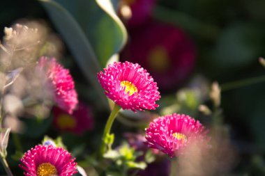 Sarı merkezli parlak pembe çiçekler canlı bir bahçede göze çarpıyor. Nazik güneş ışığıyla aydınlatılıyor. Sahne, baharda açan doğanın güzelliğini yakalar..