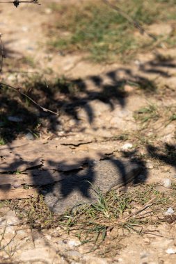 Bir yılan yerde kamufle olur, çimenler ve dallarla çevrili, yakındaki bitki örtüsünün gölgeleri vücudunun üzerinde karmaşık bir desen oluşturur. Parlak güneşli bir gün doğal manzarayı güçlendirir..