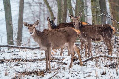Deers standing in a forest at winter