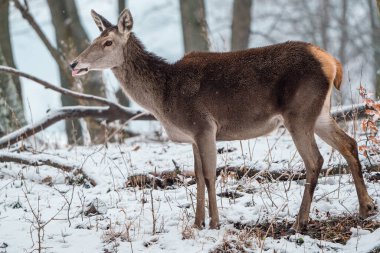 Geyik kışın bir ormanda duruyor