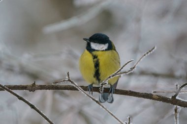 Great Tit, great titmouse, Parus major in winter