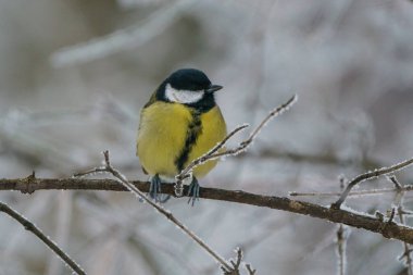 Great Tit, great titmouse, Parus major in winter