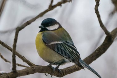 Great Tit, great titmouse, Parus major in winter
