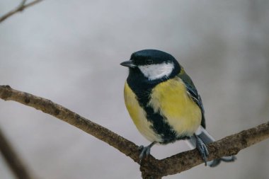 Great Tit, great titmouse, Parus major in winter