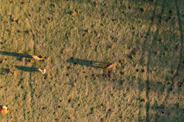 Gün batımında çayırda ineklerin hava manzarası