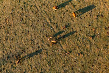 Gün batımında çayırda ineklerin hava manzarası