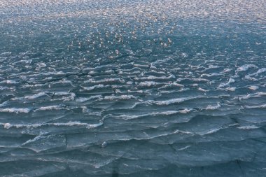 seagulls relaxing on frozen lake surface