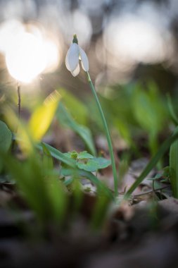 Galanthus nivalis, kar yağışı veya ormandaki yaygın kar damlası.