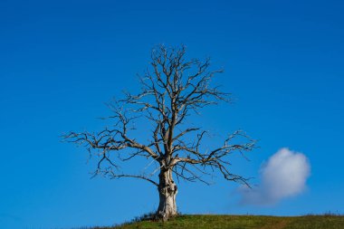 Bulutlu, yapayalnız ölü bir ağaç.