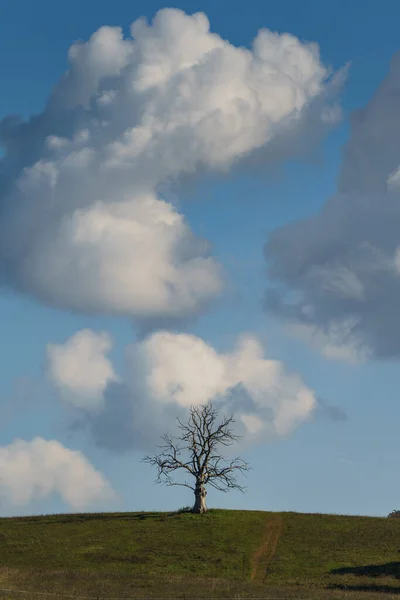 Gran Árbol Muerto Solitario Con Nube — Foto de Stock