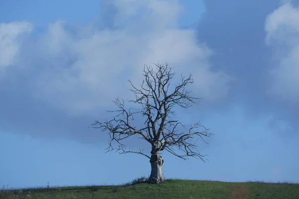 有云彩的孤零零的大树 — 图库照片