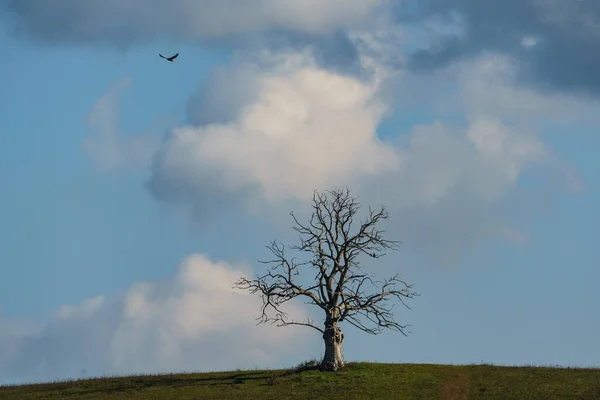 Gran Árbol Muerto Solitario Con Nube —  Fotos de Stock