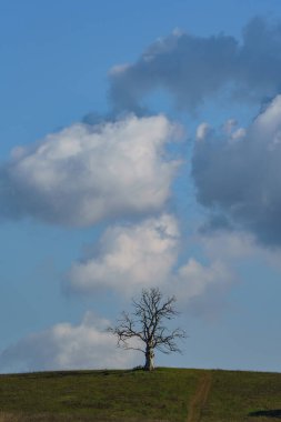 Bulutlu, yapayalnız ölü bir ağaç.