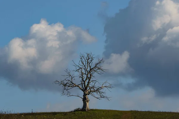 雲のある大きな孤独な枯れ木 — ストック写真