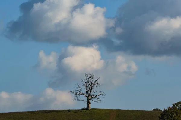 雲のある大きな孤独な枯れ木 — ストック写真