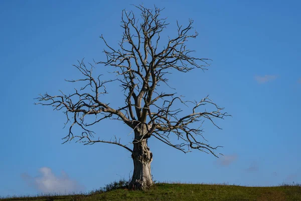 Большое Одиноко Мертвое Дерево Облаком — стоковое фото