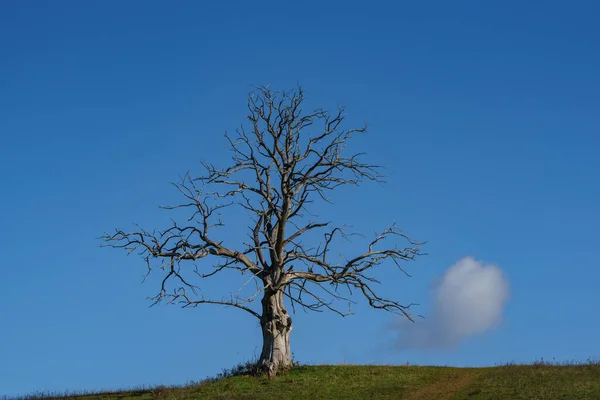 Großer Einsamer Toter Baum Mit Wolke — Stockfoto