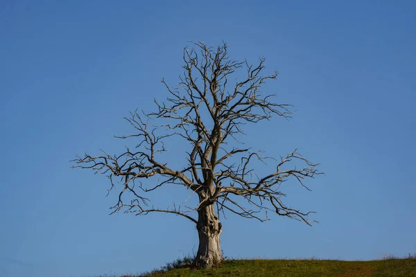 Велике Самотнє Мертве Дерево Хмарою Ліцензійні Стокові Зображення