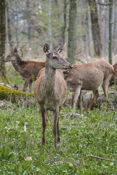 野生の森の美しい鹿 — ストック写真