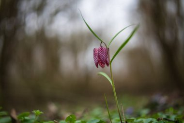 Snake's Head Fritillary (Fritillaria meleagris) in a forest clipart