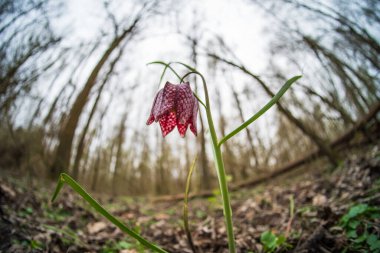 Snake's Head Fritillary (Fritillaria meleagris) in a forest clipart