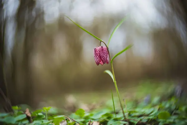 Snake\'s Head Fritillary (Fritillaria meleagris) in a forest