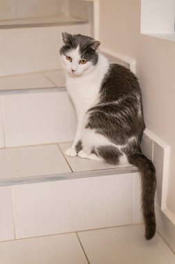 sevimli bir kedi evde