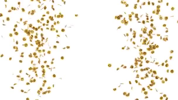 Lachend Geel Emoticon Confetti Gescheiden Alfa Kanaal Fps Rendering — Stockvideo
