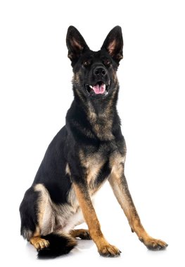 Genç Alman çoban köpeği beyaz arka planda.
