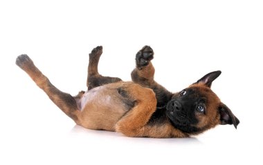 Beyaz arka plan önünde köpek yavrusu Belçika çoban