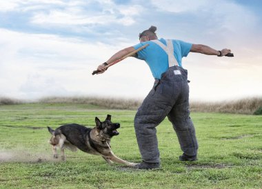 Gri Alman çoban köpeği güvenlik ve koruma eğitimi alıyor. 