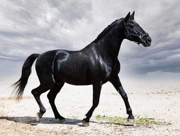 Portrait Black Stallion Nature — Fotografia de Stock