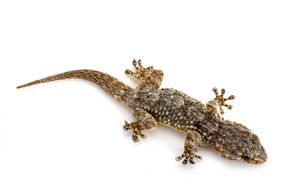 Fiatal Gecko Előtt Fehér Háttér — Stock Fotó