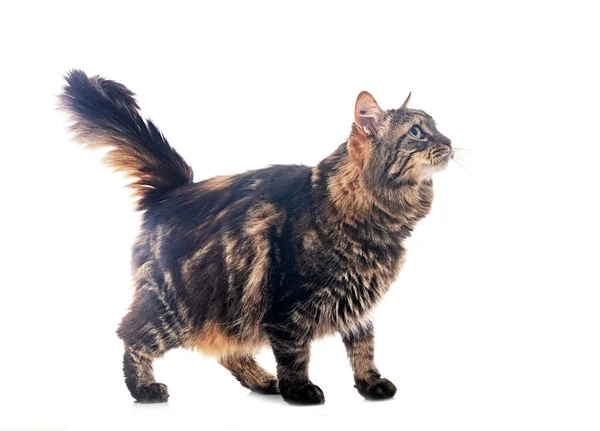 Maine Coon Front White Background — Stock Photo, Image