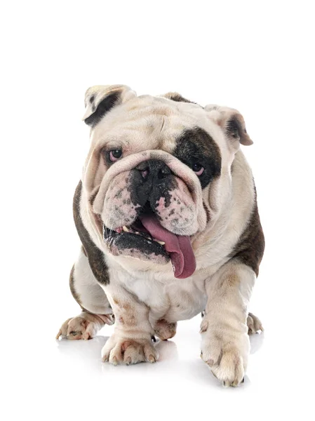 Beyaz Arkaplan Önünde Ngiliz Bulldog — Stok fotoğraf