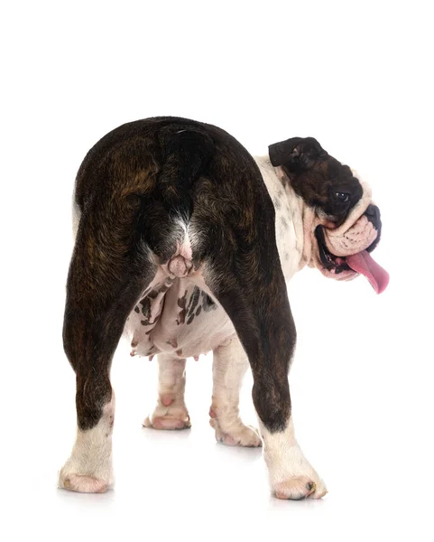 งกฤษ Bulldog อหน นหล ขาว — ภาพถ่ายสต็อก