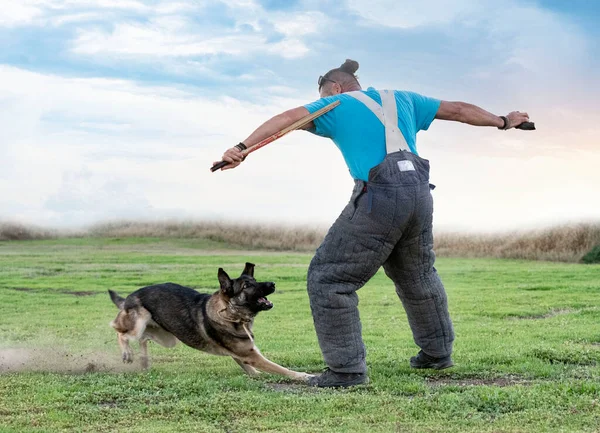 灰色德国牧羊犬的安全和保卫训练 — 图库照片