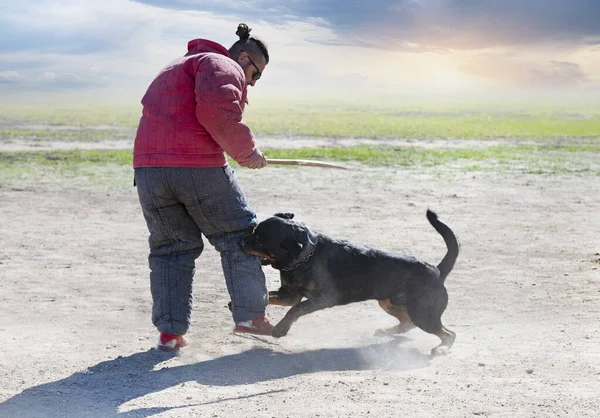 Entrenamiento Joven Rottweiler Para Deporte Protección Policía —  Fotos de Stock