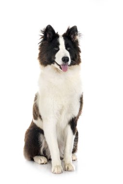 Beyaz arka plan önünde genç Yakutian Laika