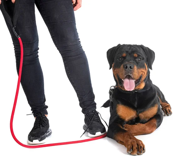 Beyaz arkaplan önünde köpek yavrusu rottweiler